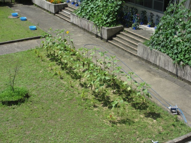 小矢部市立津沢小学校ホームページ