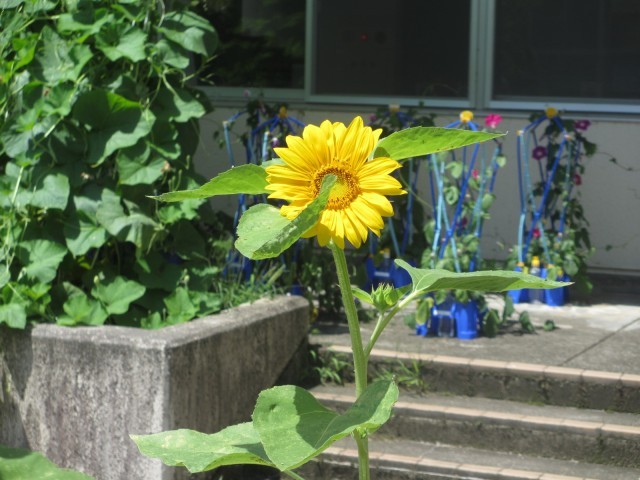 小矢部市立津沢小学校 | 学校日記 | 中庭のヒマワリ