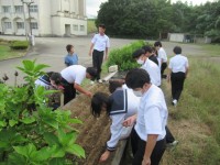 花壇に10㎝ほどの間隔で球根を置きました。