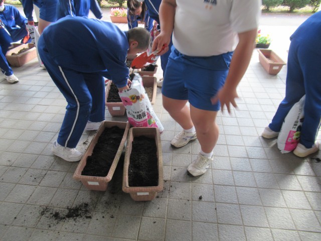 培養土を多めに８分目程度入れました。